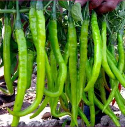 Paudha Organic Green Chilli Plant Seed