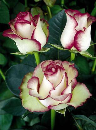 JR GLOBLE Rose Plant
