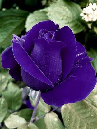 pb mandira plant Kaner Plant