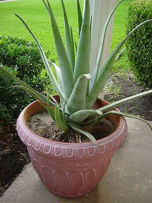 Cloud Farm Aloe Vera Plant