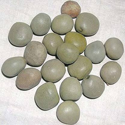 Yajat Gacha Kayalu- Fever Nut- Lata Karanj- Nicker Nuts- Letaguti Seed