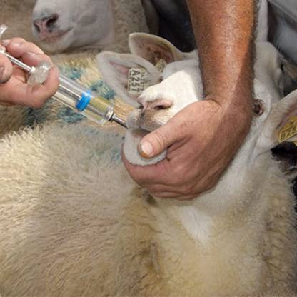 Cj farms and agritech ORAL DRENCHER FOR GOAT AND SHEEP Pet Food Dispenser