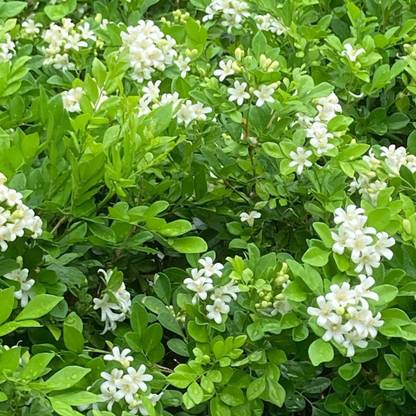 Cloud Farm Murraya Paniculata Plant