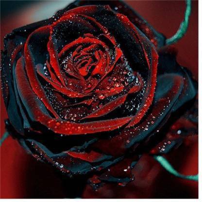 JR GLOBLE Rose Plant