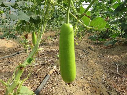 DIOART XVXV-™F1 HYBRID LOKI SEEDS-175-X-SEEDS-559 Seed