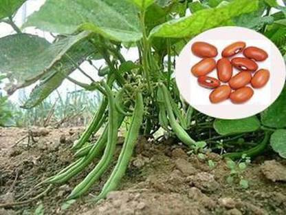 Siddhi Vinayak Gallery® Beans seeds 1 pack for your Home & kitchen garden Seed