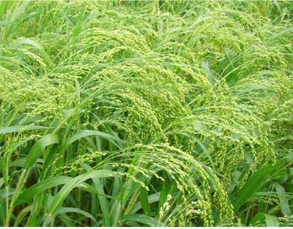 PURE POINT Panicum sumatrense/ ????/ Kutki/ Samulu Seed