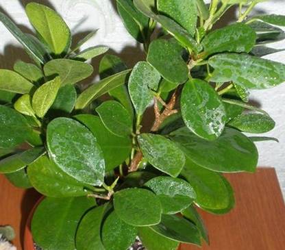 HERBALISM Ficus Bonsai