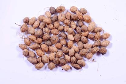 Ravel ARECA PALM /BUTTERFLY PALM /DYPSIS LUTESCENS SEED FOR KITCHEN GARDENING 1000 gm Seed