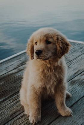 cute Golden Retriever Dog Poster Multicolor Photo Paper Print (12 inch X 18 inch, Rolled) Photographic Paper