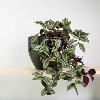 Angel Wandering Jew Plant