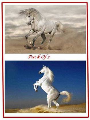White horse Poster For Living Room/Bedroom/Hall/kidroom Set of 2 each photo 12x18 Paper Print