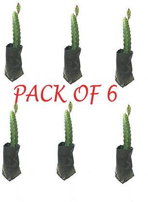 K.K.Enterprise Dragon Tree