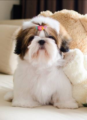 Cute Shih Tzu Dog Poster Multicolor Photo Paper Print (12 inch X 18 inch, Rolled) Photographic Paper