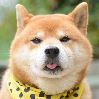 Cute Shiba Inu Dog Poster Multicolor Photo Paper Print Photographic Paper