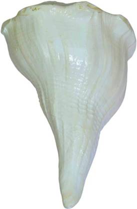 Takshila Gems Dakshinavarti Shankh Right Handed Conch for Puja Lakshmi Shankh Puja Conch Sacred Shankh
