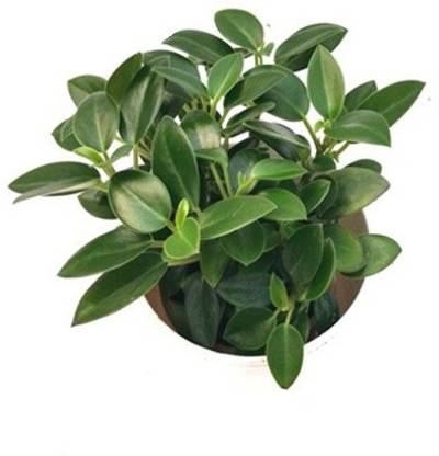 HERBALISM Ficus Compacta Plant