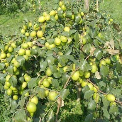 Rainbow Garden Apple Plant