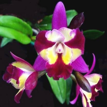 Click Orchid Lily Plant Price in India - Buy Click Orchid Lily Plant