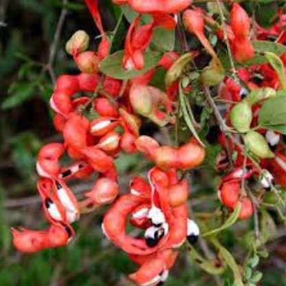 SRI SAI FORESTRY Jungle Jalebi, Ganges Tamarind, Fruit Tree Seed