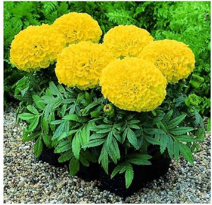 SRI SAI FORESTRY Dwarf Marigold Flower(Lemon Yellow Mix Color, For Home Garden) Seed