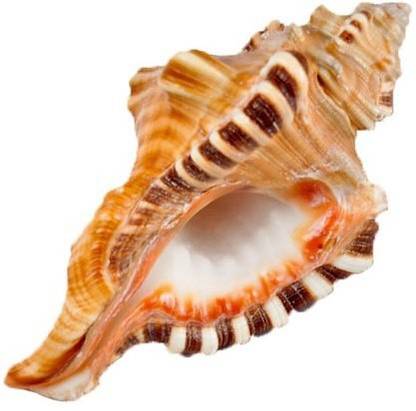 Uniqon (12.5cm Conch) Lord Ganesha Shape Decorative Vamavarti Ganesh Shankh Sacred Shankh