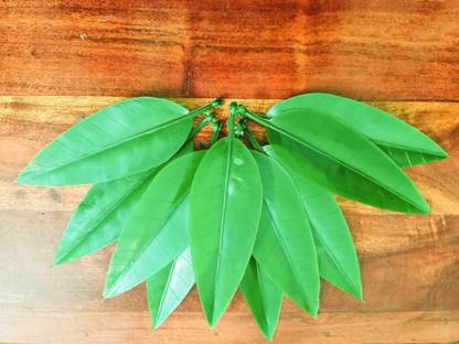SPHINX Plastic Artificial Mango Leaves for decorations, crafts, garlands making (17cm) Artificial Plant