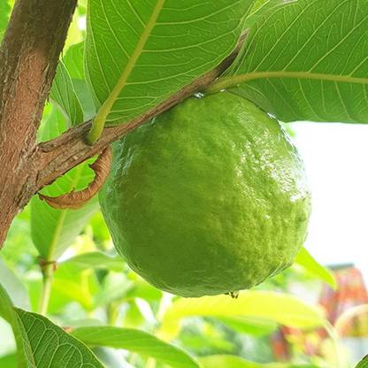 Bijaya Online Store Guava Plant