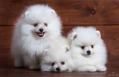 Pomeranian Puppies Matte Finish Poster Paper Print