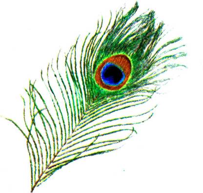 AFH Peocock Feathers (Mor Pankh) Waterproof Temporary Body Tattoo Stickers