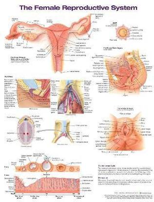 The Female Reproductive System Anatomical Chart
