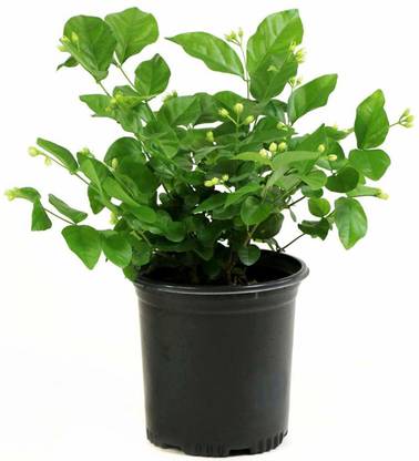 BHAJANLAL GREENERY Jasmine Plant