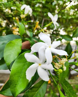 Baishnab Jasmine Plant