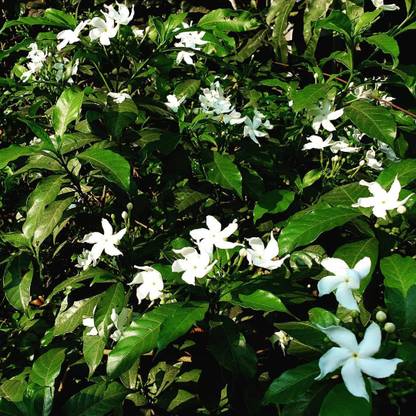 minatigreenhouse Jasmine Plant