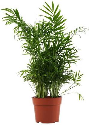Rainbow Garden Areca Palm