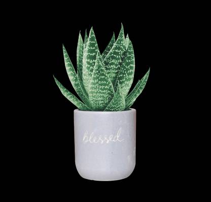 madarks Handcrafted Desktop Planter without Plants, Without drainage hole Plant Container Set