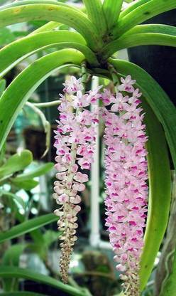 KOO Retails Orchid Plant