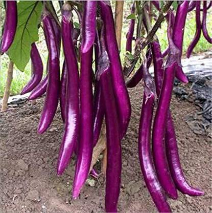 MKR Enterprises Brinjal Seed