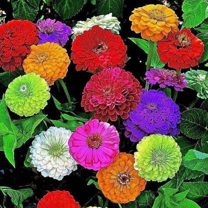 CYBEXIS GUA-66 - Zinnia Giant Flower - Mix Flower - (90 Seeds) Seed