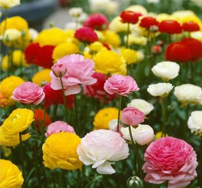 Lorvox 8 'o Clock Flower Seed