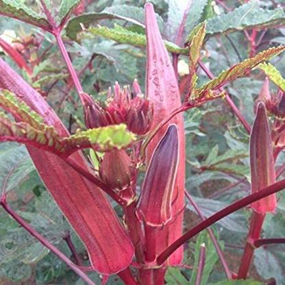 MKR Enterprises Red Okra Seed