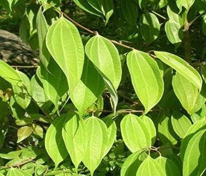 Ukanda Bay Leaf Plant