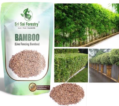 SRI SAI FORESTRY Lucky Bamboo Seeds Ornamental Live Fencing for Home Garden Apartments Seed