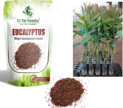 SRI SAI FORESTRY Eucalyptus Nilgiri, Eucalyptus Globulus Seeds, Timber wood Tree, Fast Growing Tree Seed