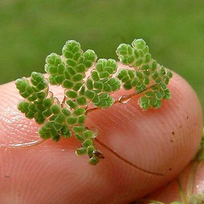 wequality azolla grass fern seeds/azolla seeds 969 Seed