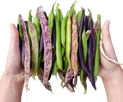 PKR Greens and Consultants 33 types of RARE BEANS SEEDS COMBO Seed