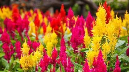Chalisa Celosia Dwarf, Celosia, flowers, Seeds Seed