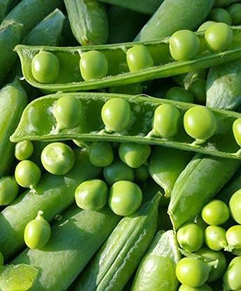 WILLVINE PAU-96 Garden Pea Seeds Seed