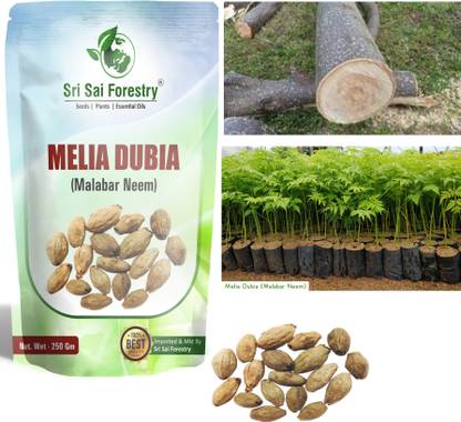 SRI SAI FORESTRY Melia Dubia, Malabar Neem,Hebbevu Fast Growing Tree Seed
