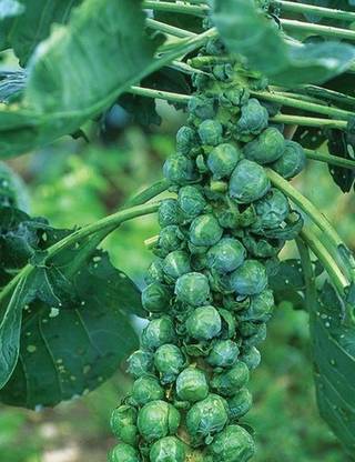 Gromax India Brussels Sprouts Seeds Seed
